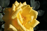 IMG 0567 Yellow flower in the Sensory Garden
